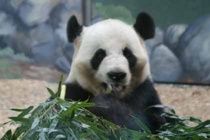 Eating Bamboo